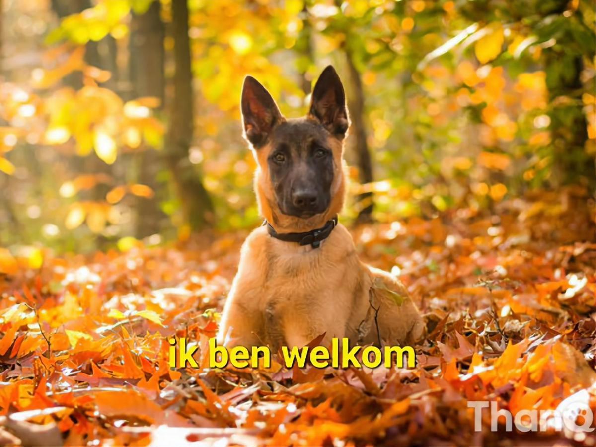 Leuk Chalet Te Huur In Putten, Honden Van Harte Welkom, Alleen Voor Recreatie Villa Eksteriør billede